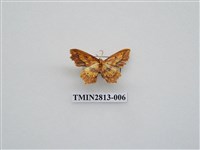 藏品(尺蛾439)的圖片